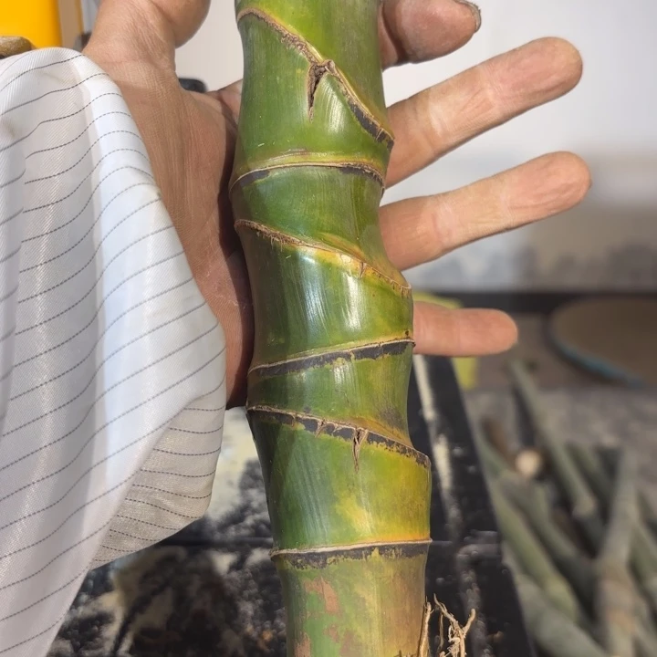 竹元*实心竹竹竹竹竹竹