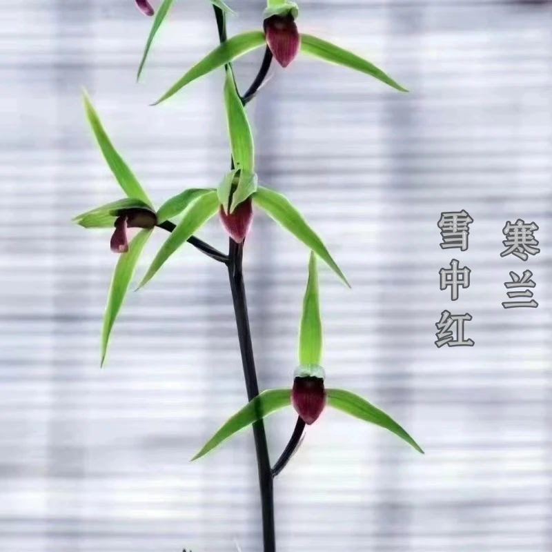 寒兰-雪中红-人工种植组培小苗-连体3苗