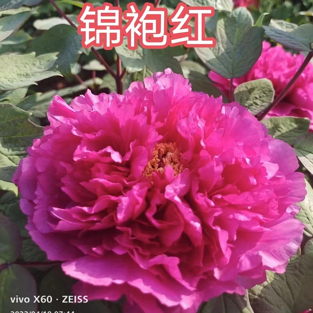 【锦袍红】菏泽红色系大花品种。春季开花