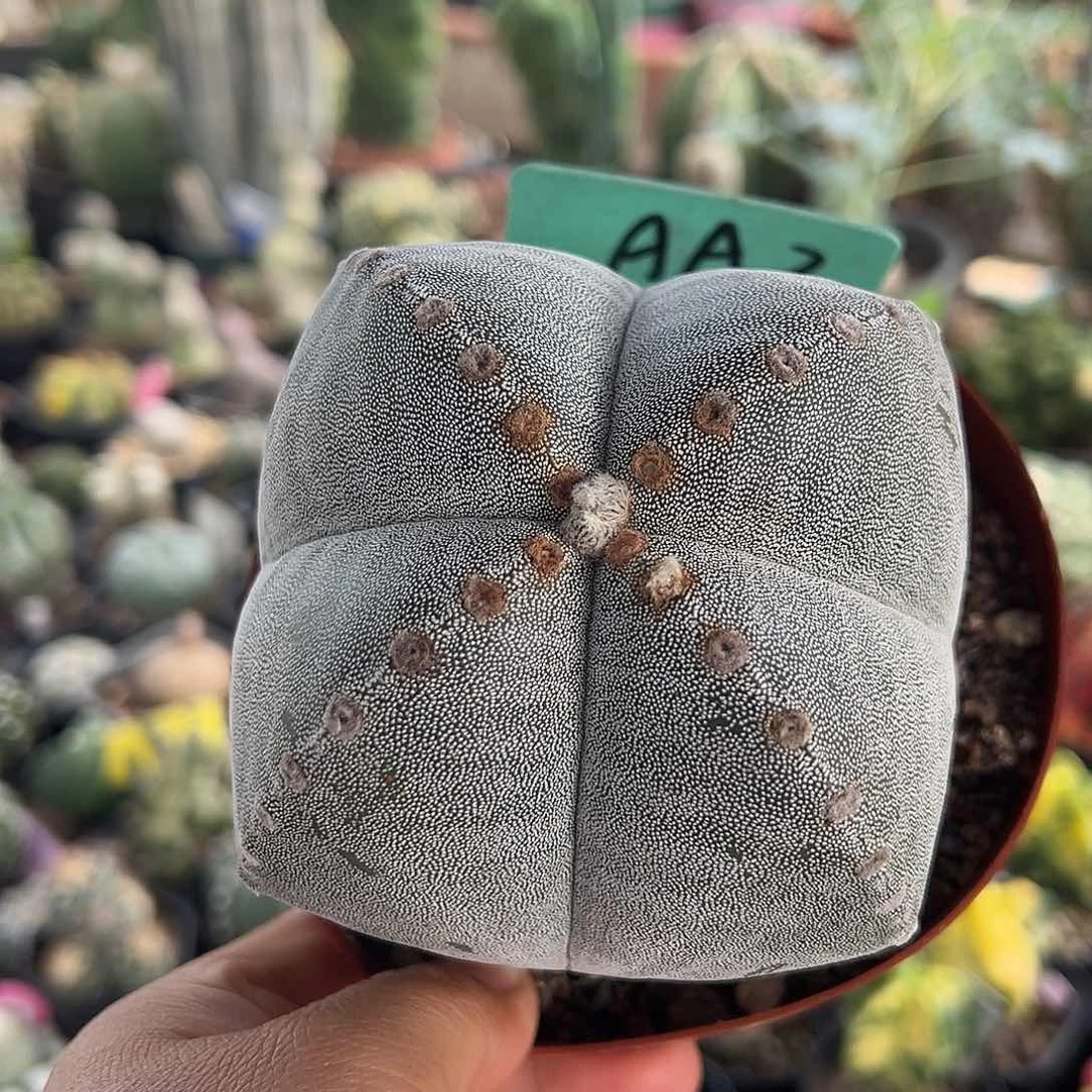 无花朵时间来咯哦磨磨牙www我在新wwwwww