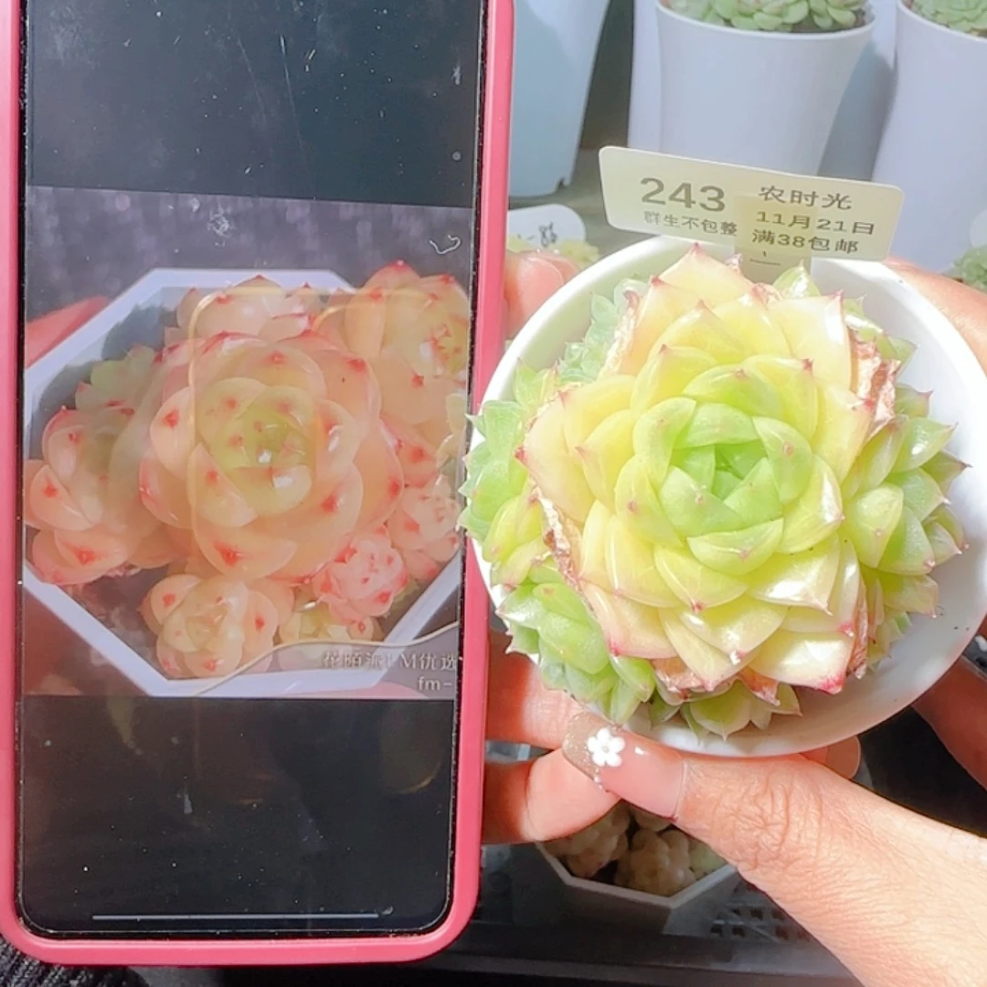 1121-243fm-20-1麦杆