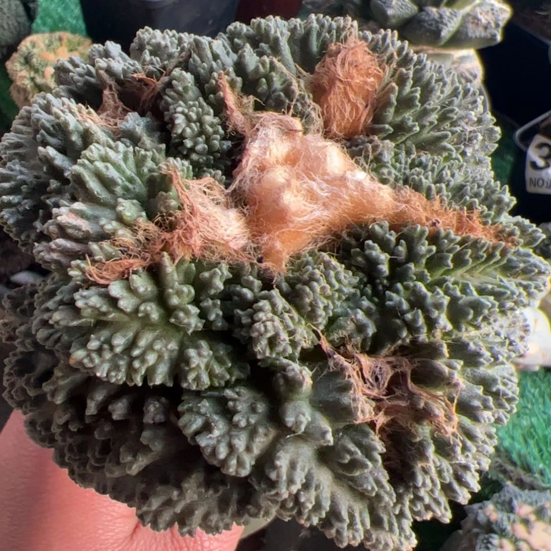 Q*生福利大尤哥斯拉牡丹609仙人球