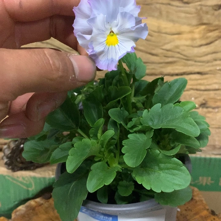 无花朵角堇一物一拍盆苗12cm盆042