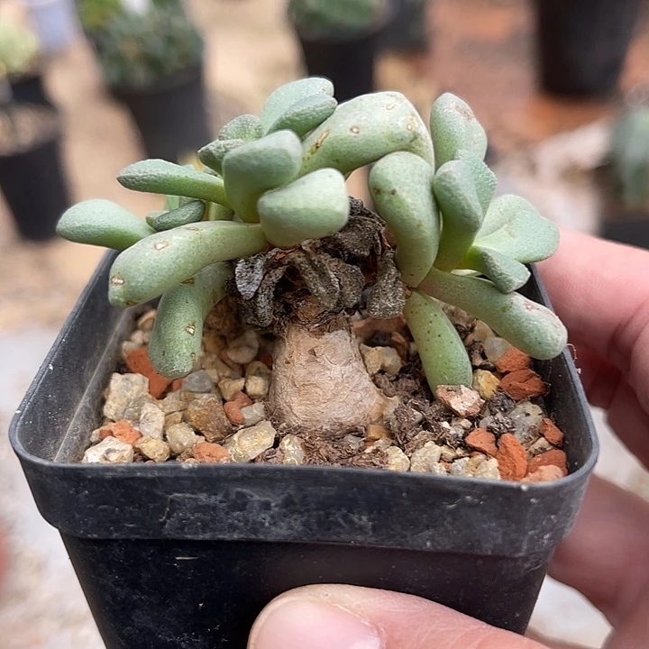 无花朵实生唐扇块根