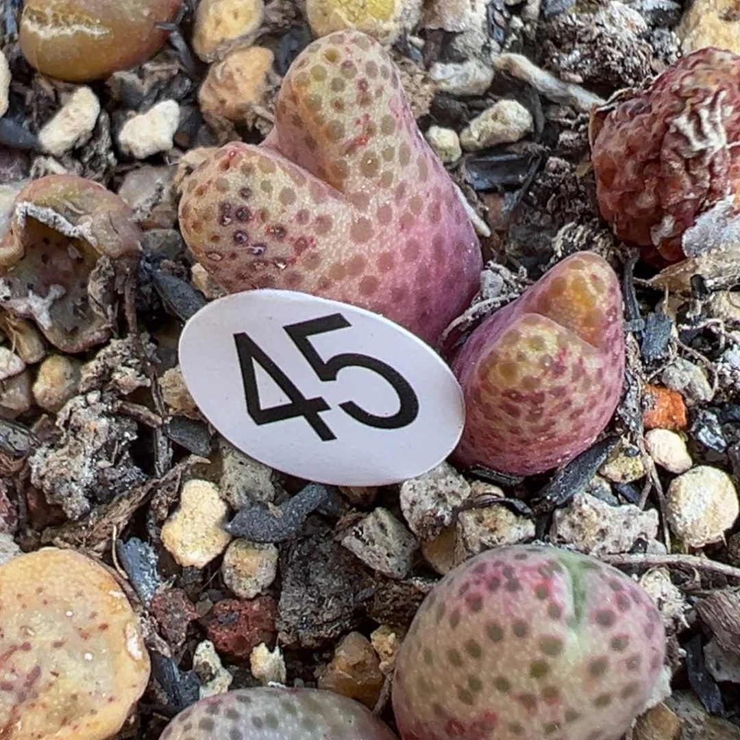 多肉植物111111111111111111