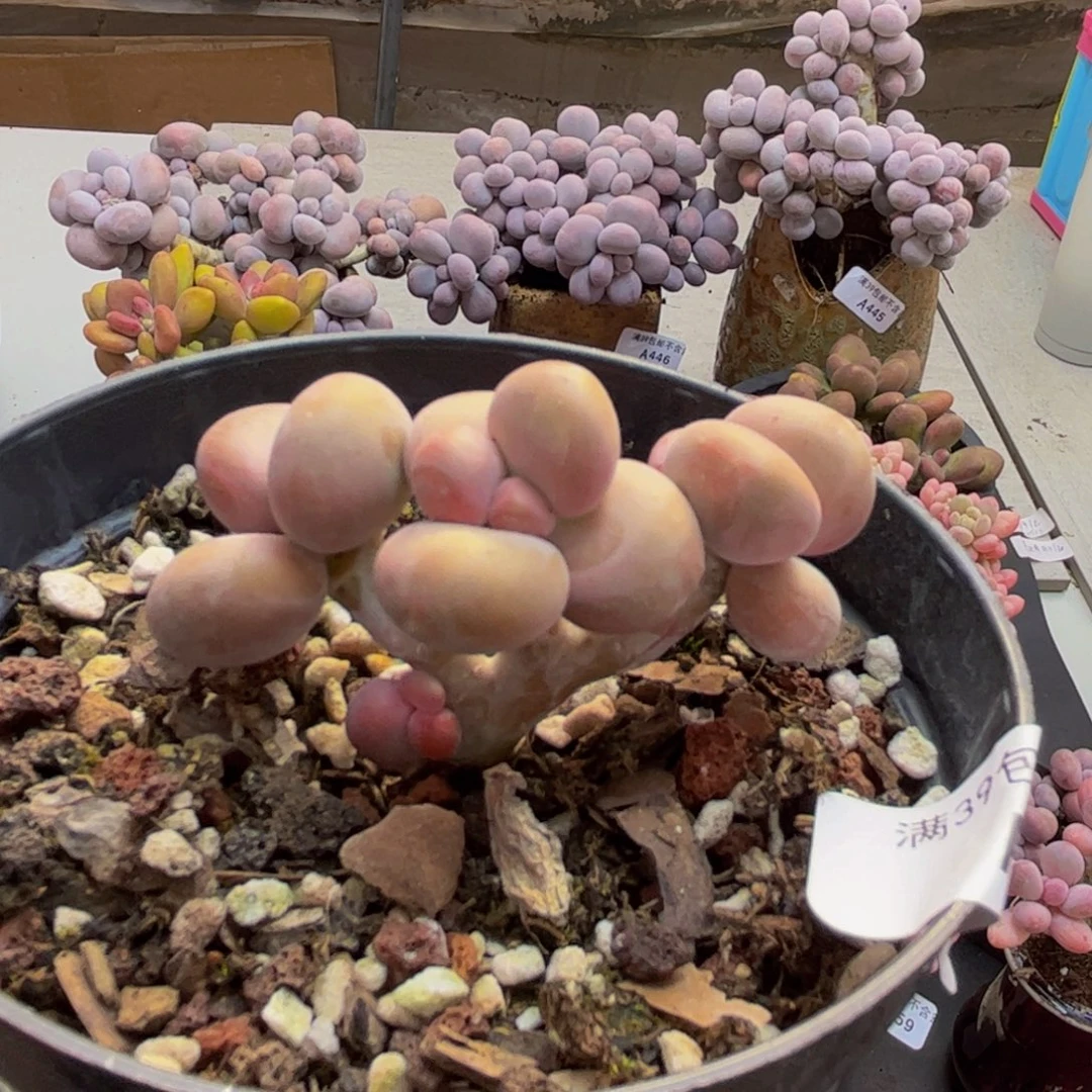 184/5cm芒果kk奶多肉