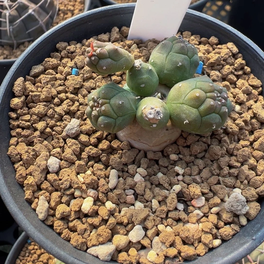 135实生根鱼鳞宝多肉植物带盆土