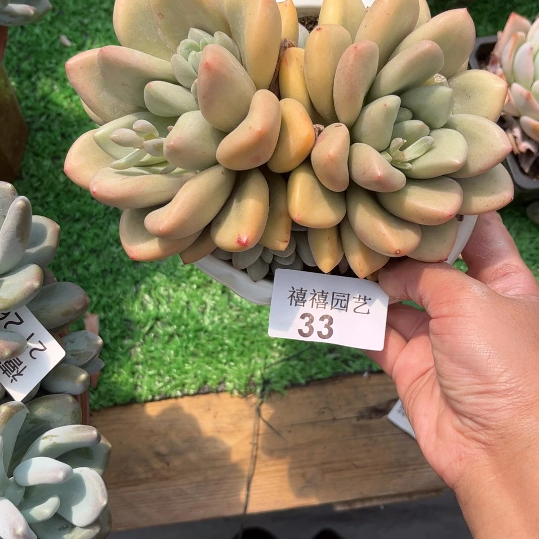 33桃花源多肉植物