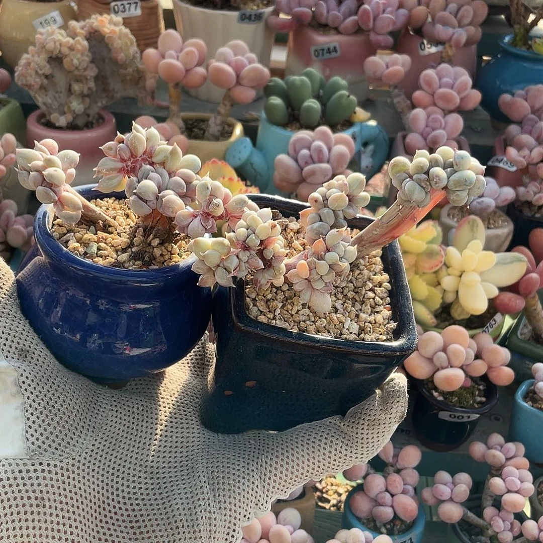 多肉植物的生长发育