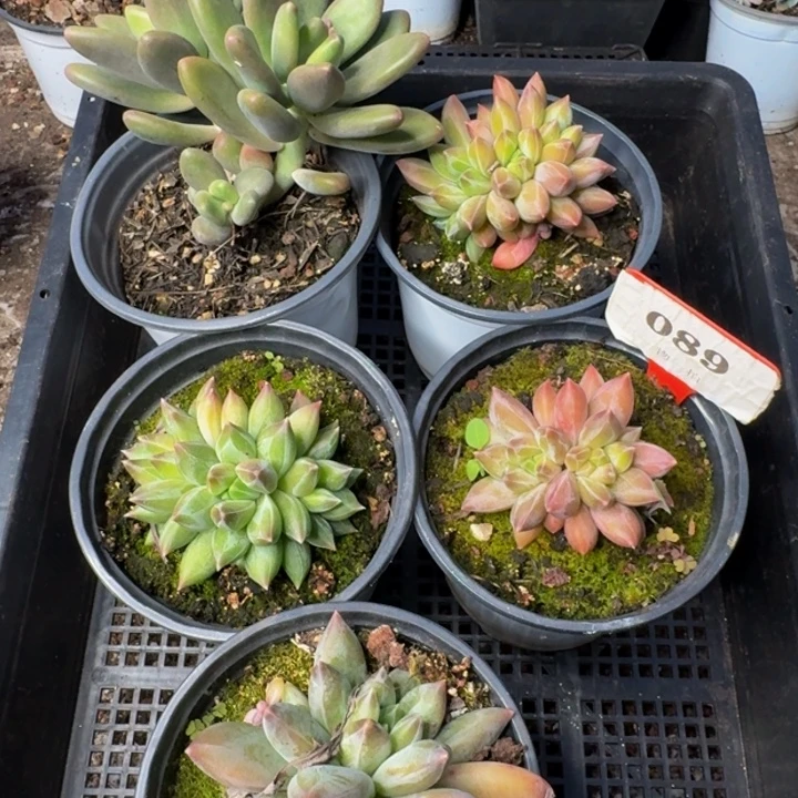 ٩***！089多肉植物一物一拍