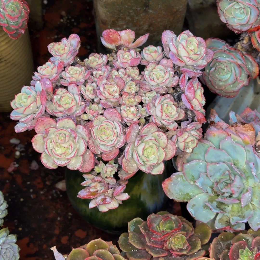 光***狂老桩精品肉肉凌波仙子