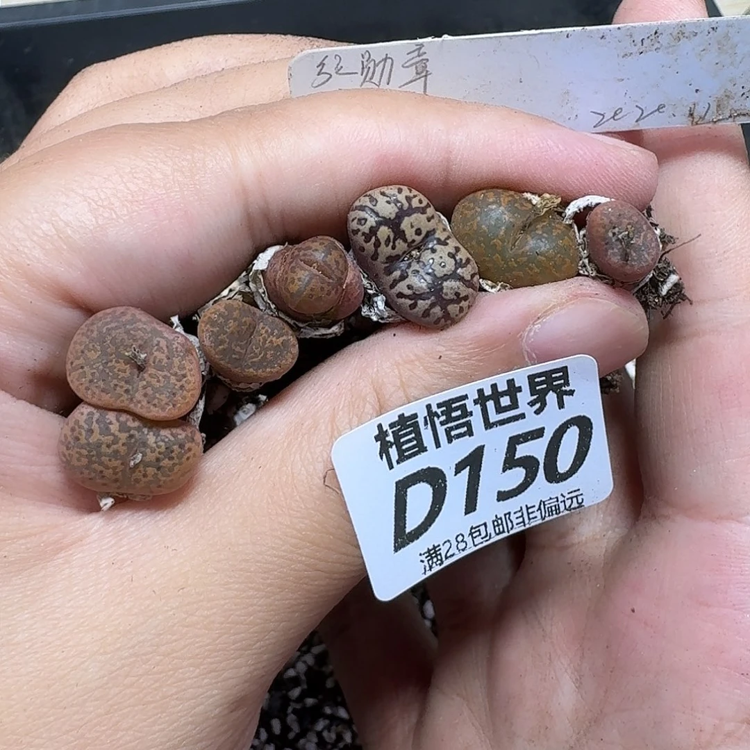 的植物的人啊ghnnmm