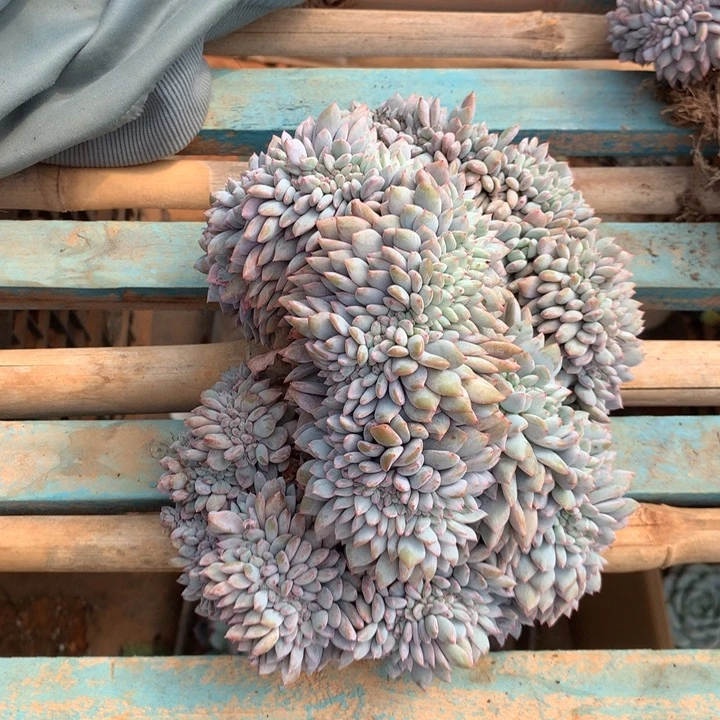 金***子超大星影缀化68.88挑好的