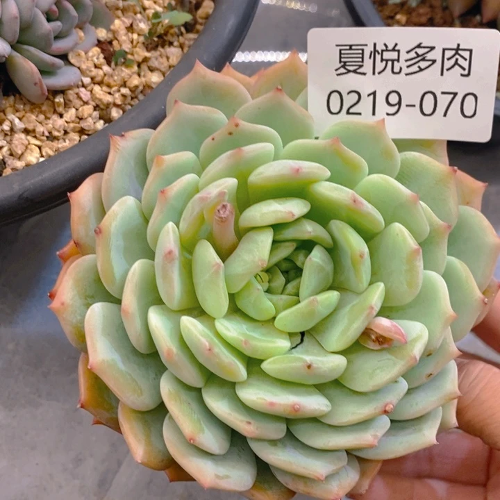 夏悅多肉 0219-70杂