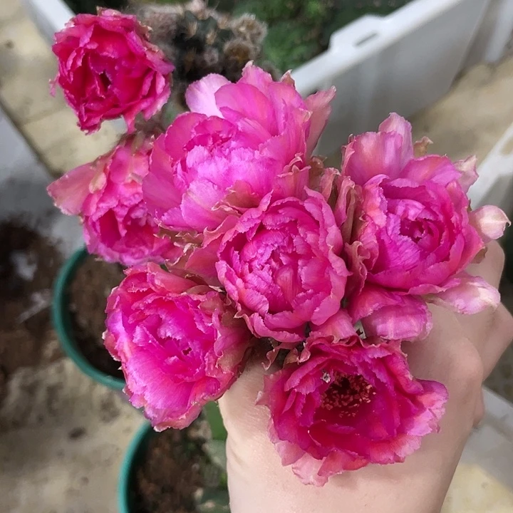 新品进口丽花L52侧芽