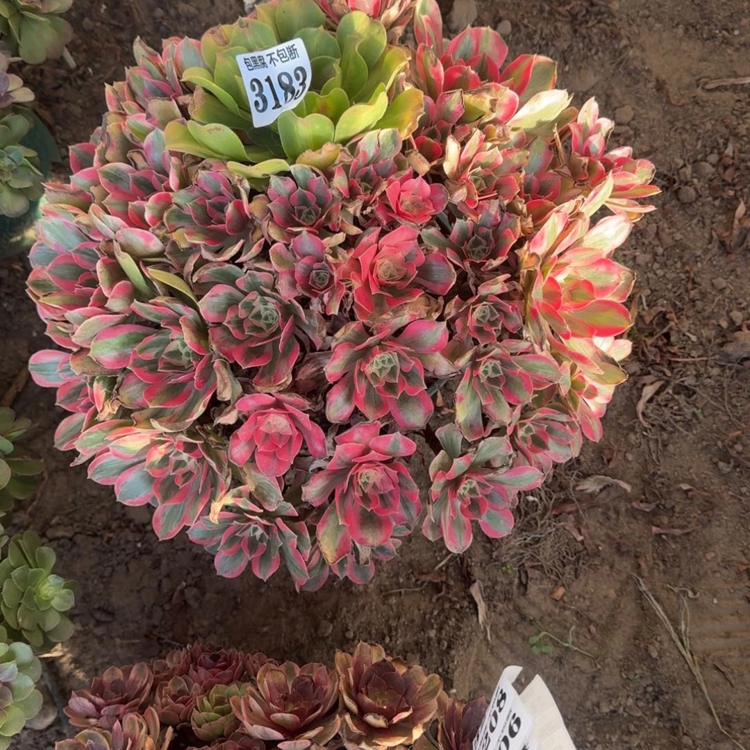 法师女妖少女盲盒 17-21 3183