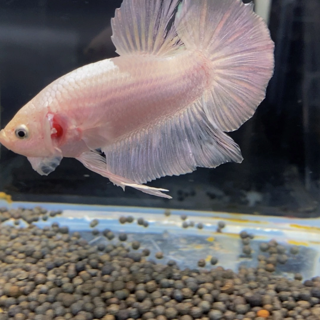 斗鱼295巨斗111111
