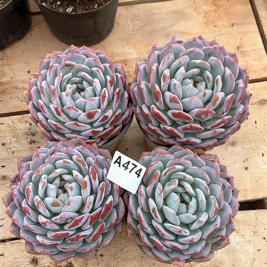 474多肉植物多肉植物