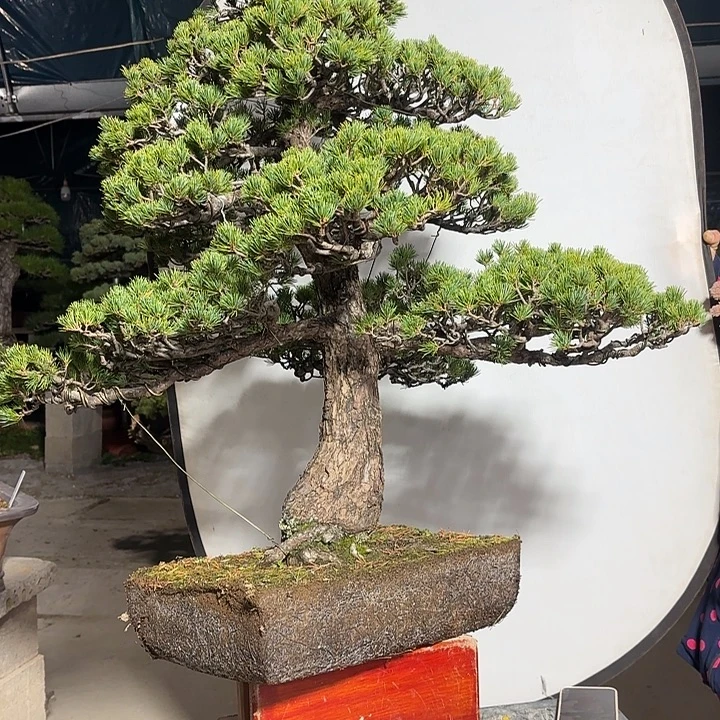 林***涛无花朵4566998888