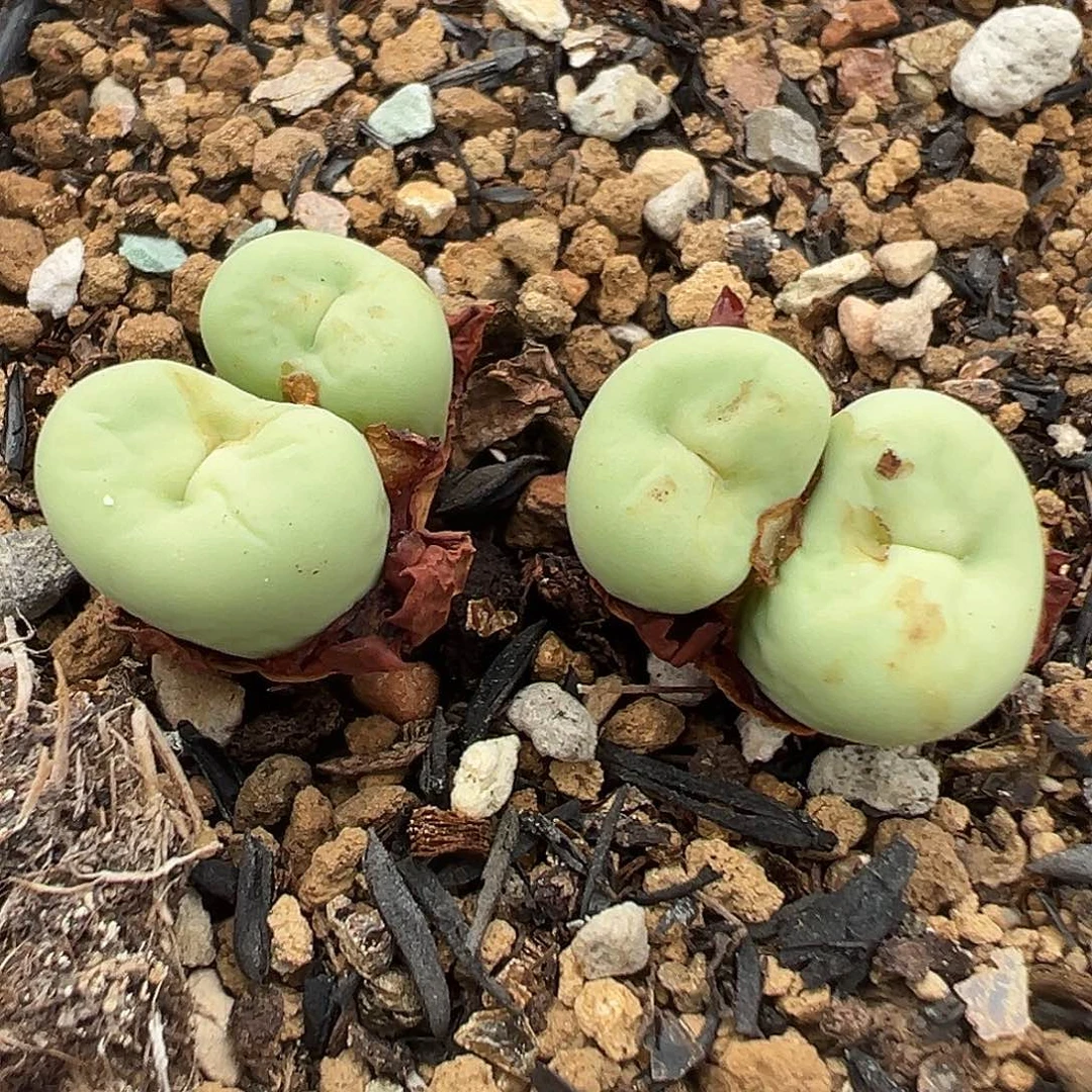 016 多肉肉锥好看