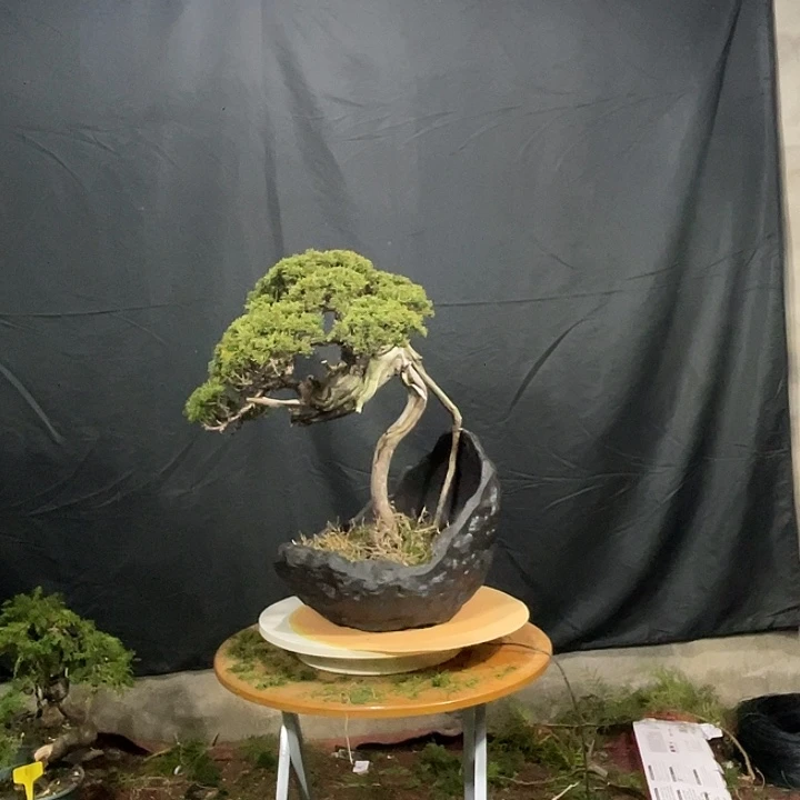 无花朵济州柏成型一物一拍