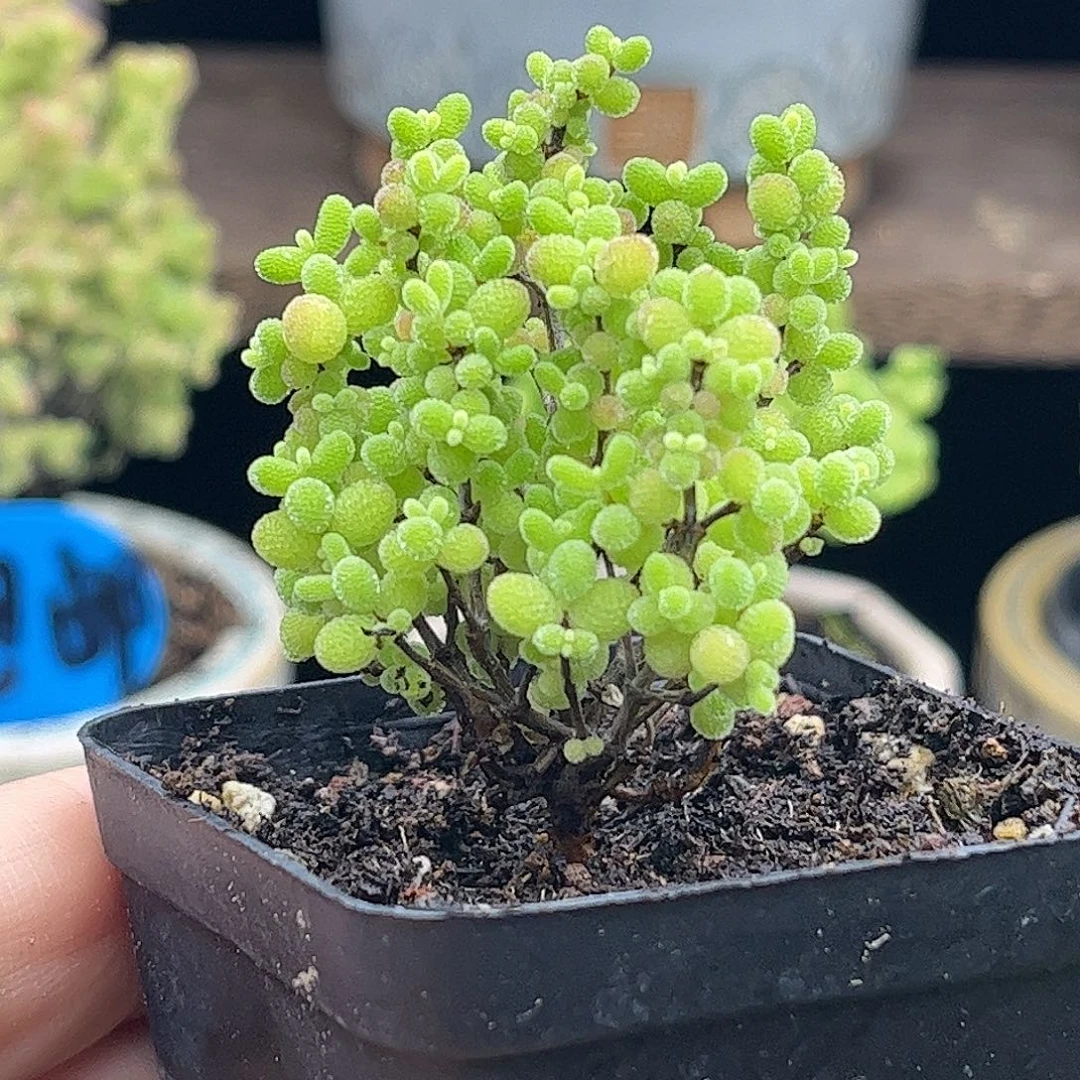 54蜜桔糖球优选枝干