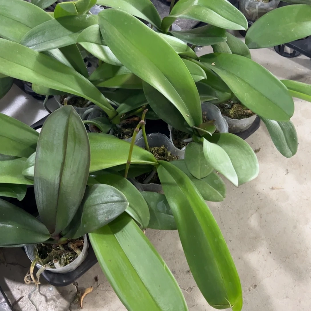 当前无花栽培后可以开花带剑3寸新苗凑单发货一颗不发货盲盒