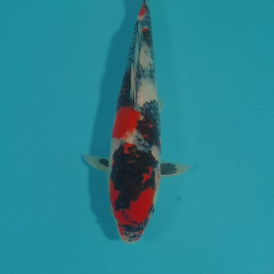 锦鲤昭和锦鲤00002