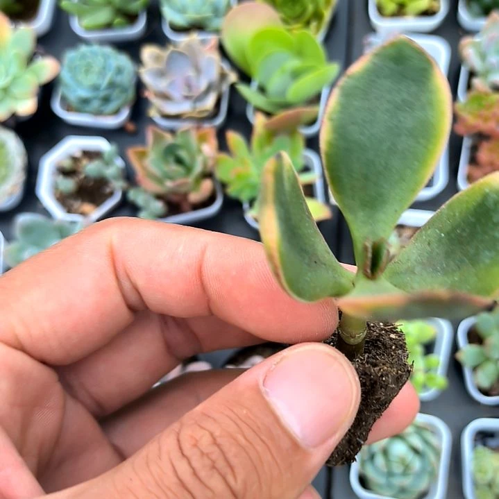 新花月锦，满7元包邮
