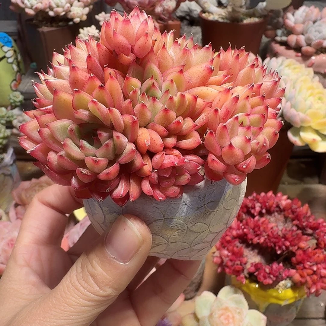 女雏多肉含盆土 一物一拍