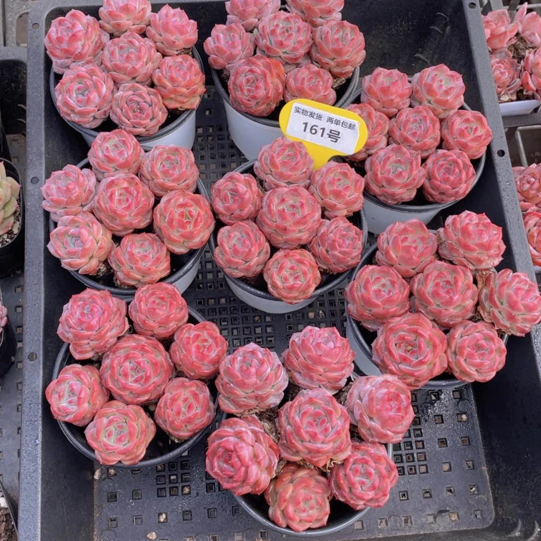 161号 紫琥珀单头组合七个