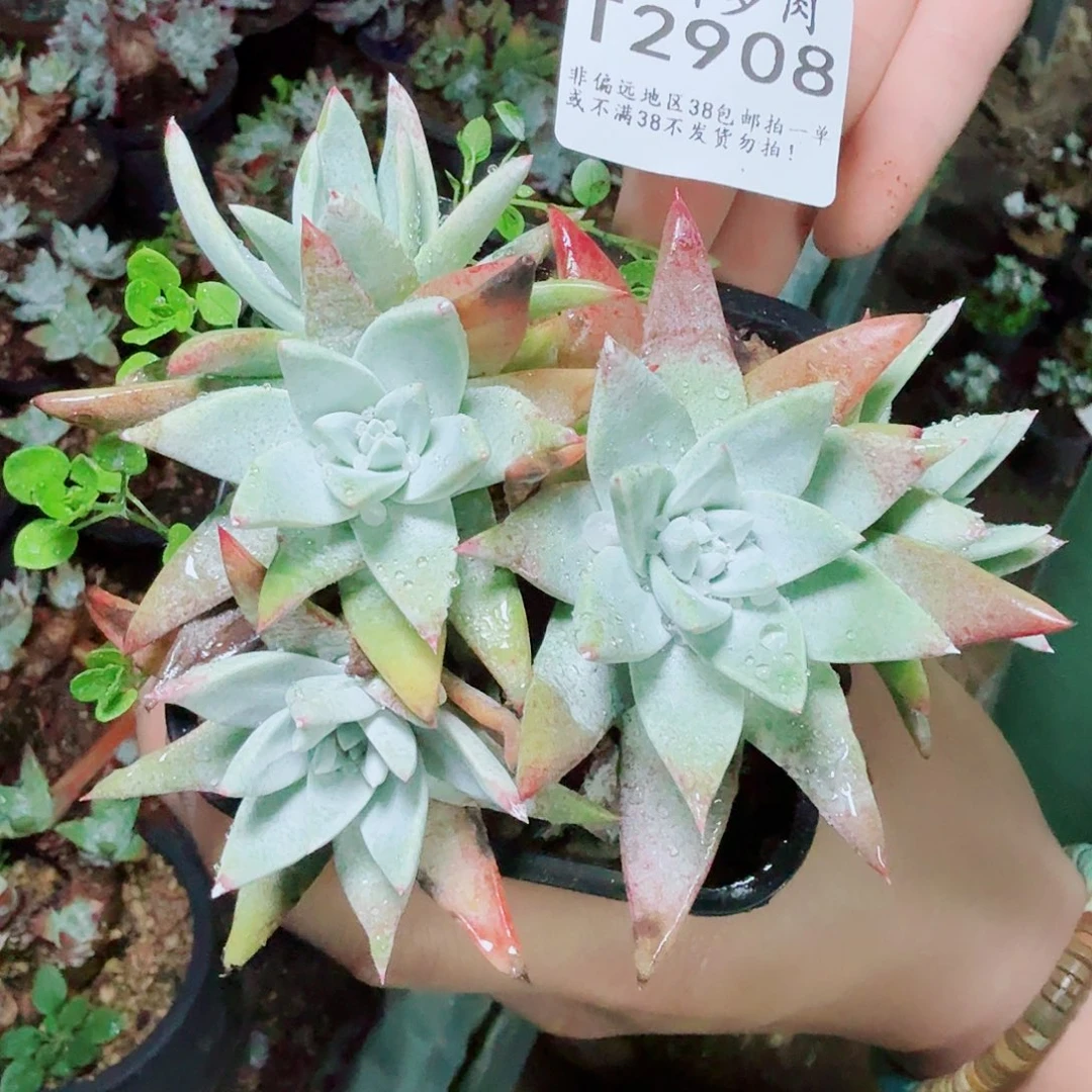 2908刘丹杂交多肉