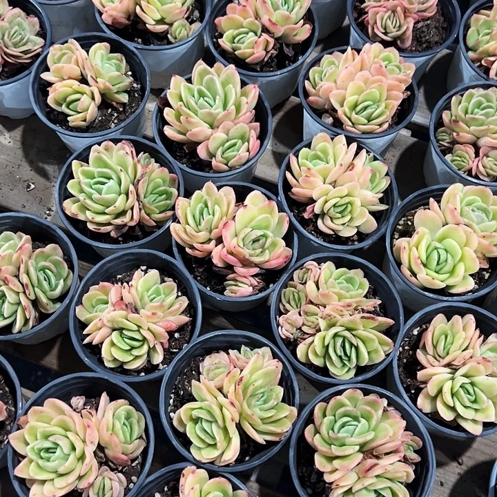 多头   冰玫瑰锦  福利