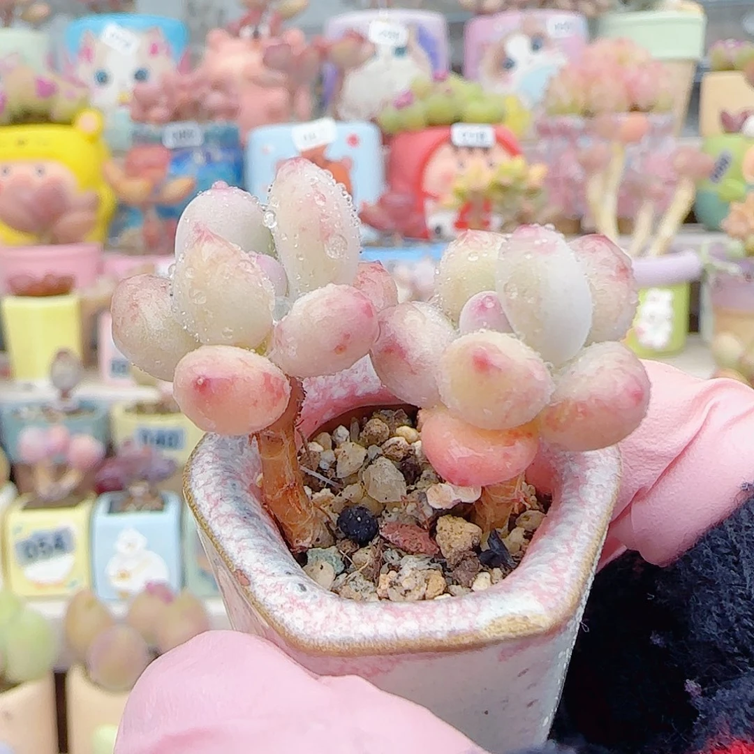 L 仙女彩虹奶  带盆