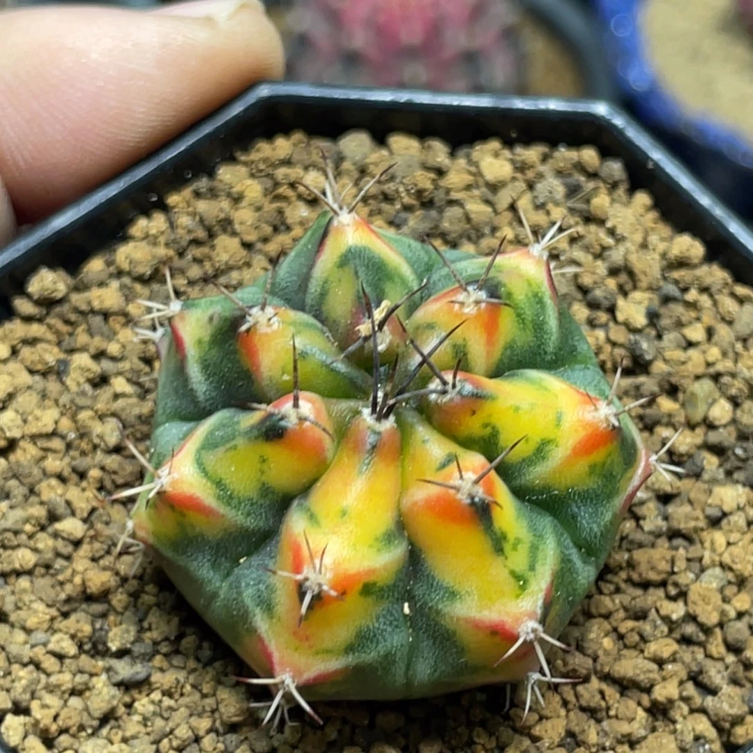 当前无花朵，栽培后可花朵橘黄虎斑红唇