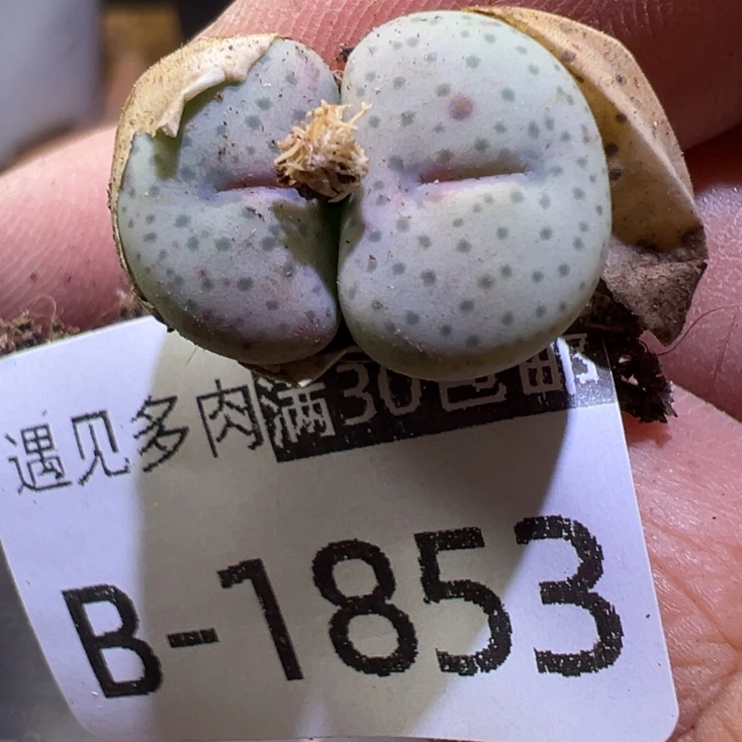 多肉植物111111111111