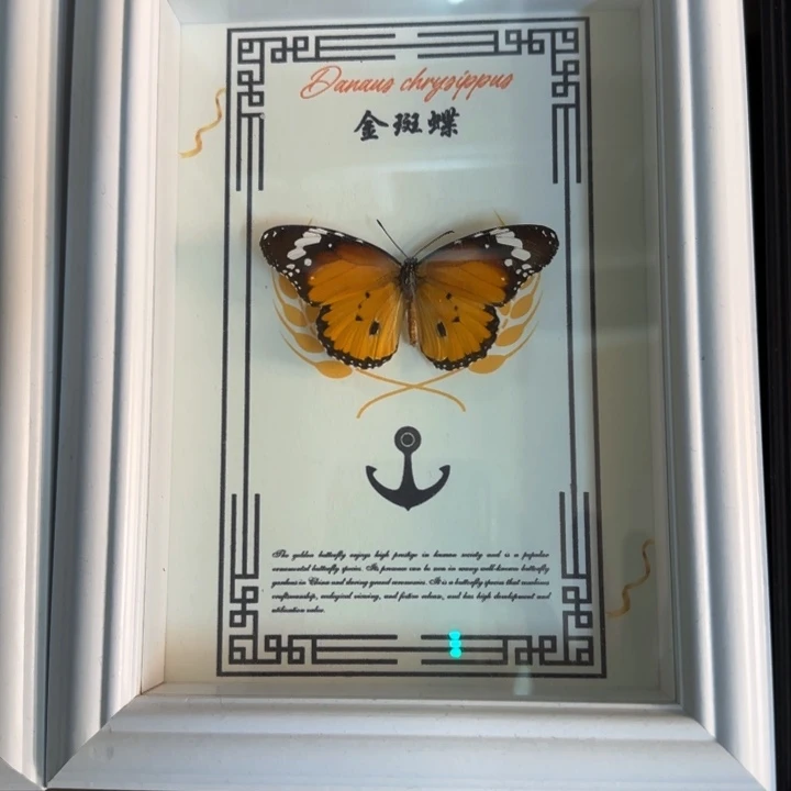 有机玻璃蝴蝶标本蝴蝶标本
