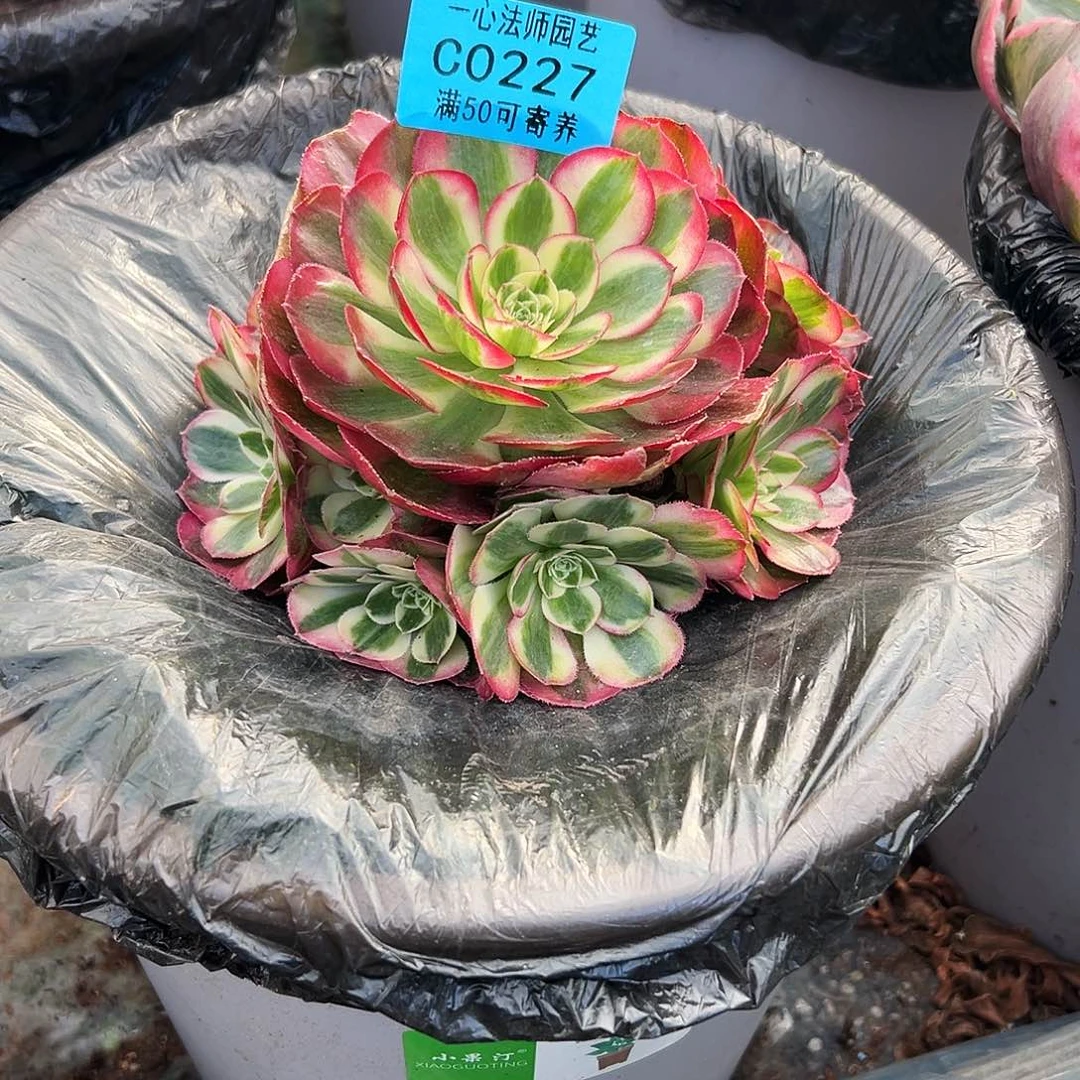 227多肉植物、鸿运