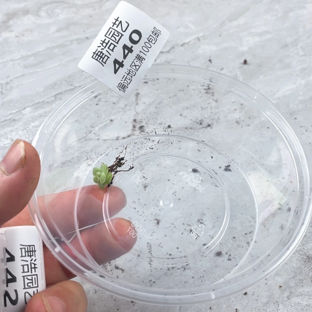 暮***暮优选珍妮一物一拍440