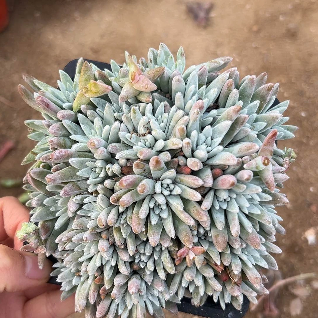 白菊多人居住中央音乐学院植物植物