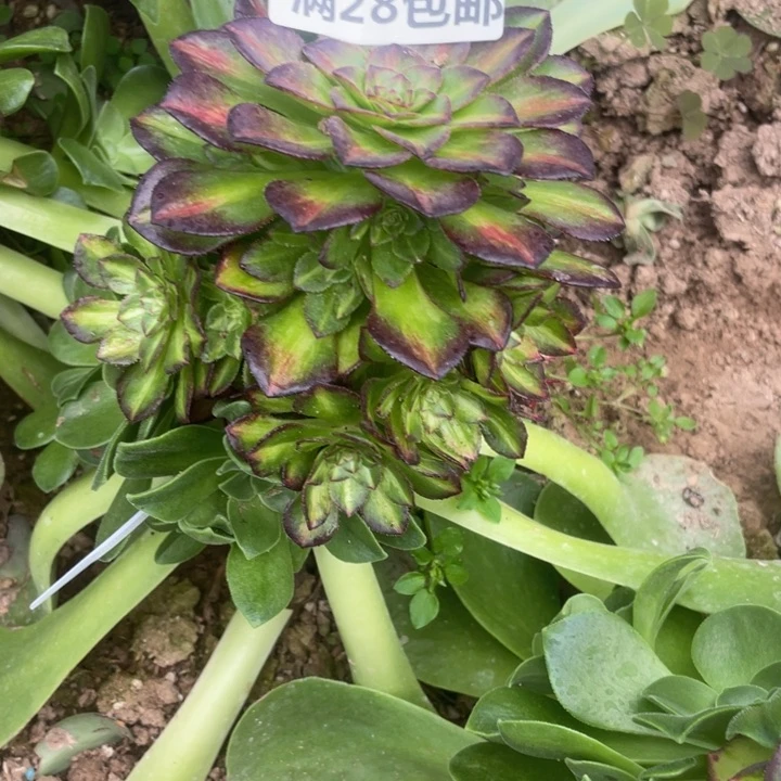 3135三号棚七彩多肉O