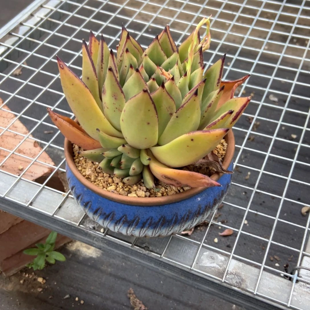 乌木18 零零多肉植物