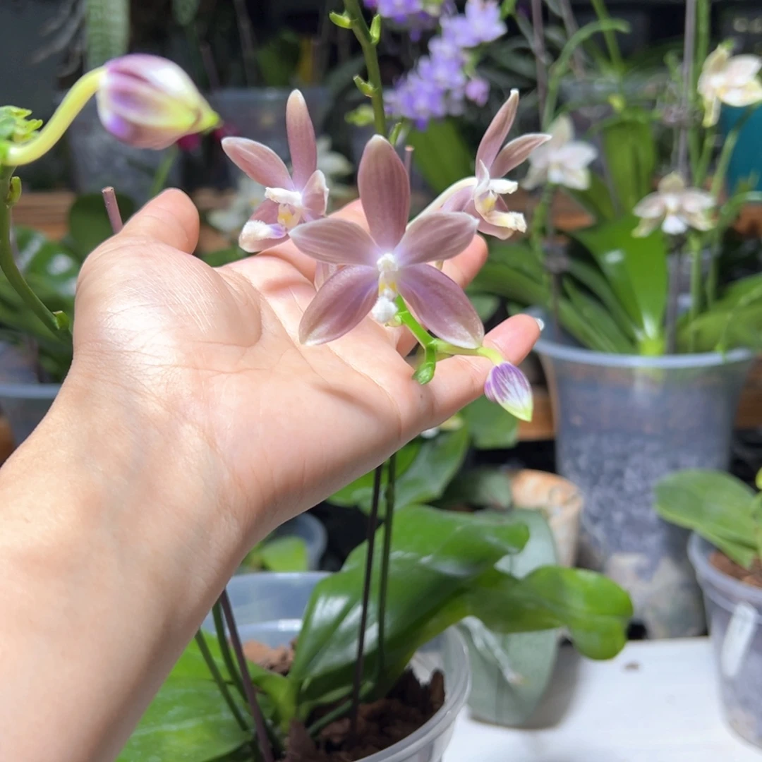 大部分开放少量花苞芋头盾