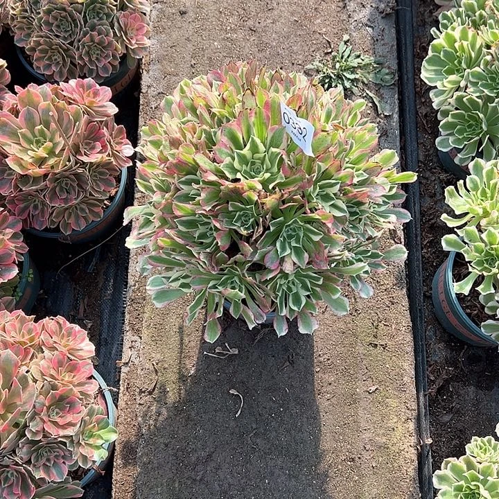 0332白凤多肉植物