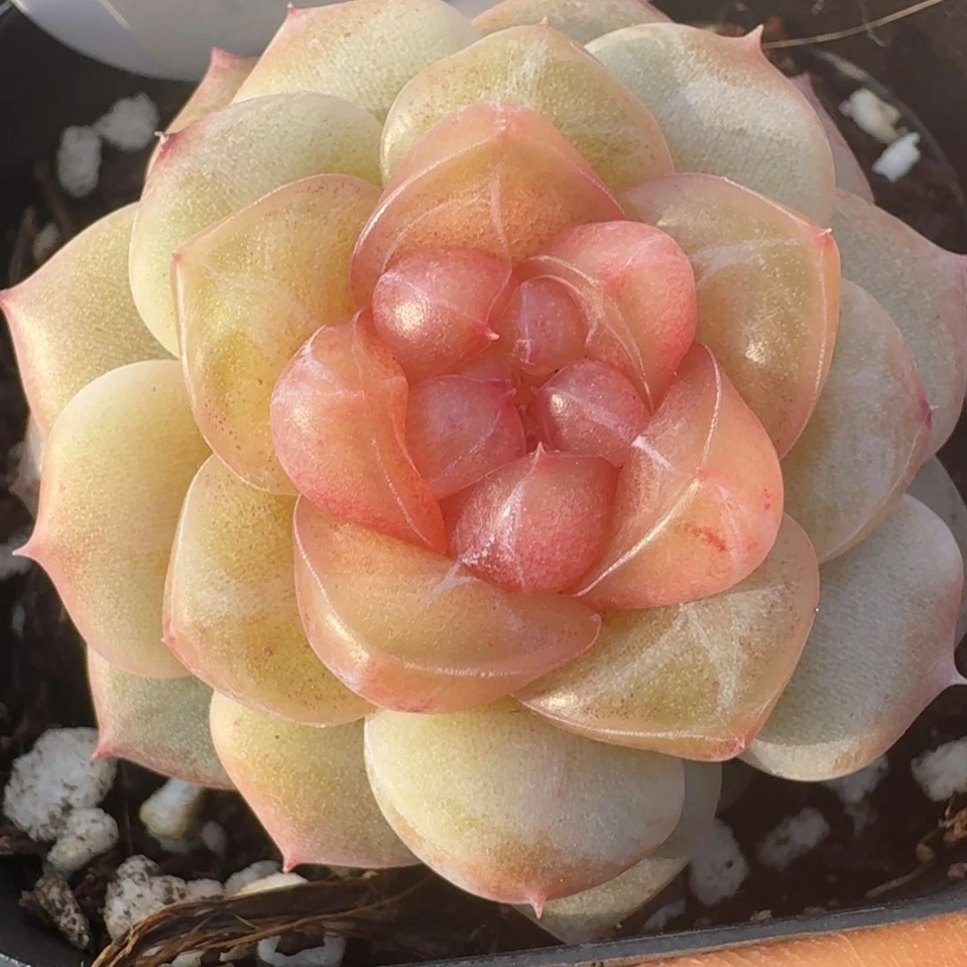 0205-042-灵灵珍妮