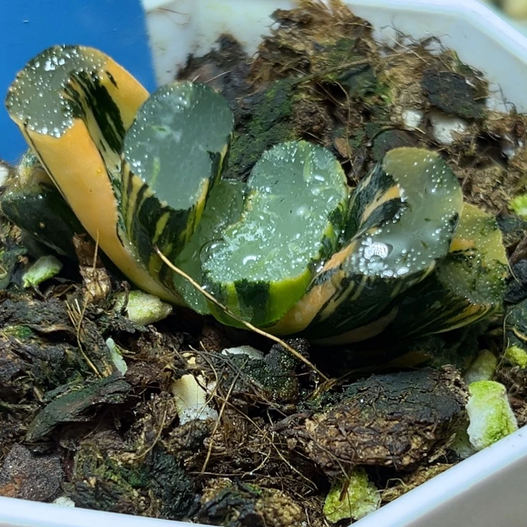 恭喜发财大吉大利729