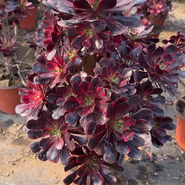 29-20丽娜多肉不包售后