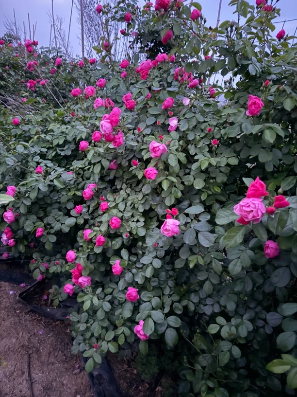 大苗四季开花阳台盆栽植物玫瑰花卉月月红真造景旅酒店旗缘花卉