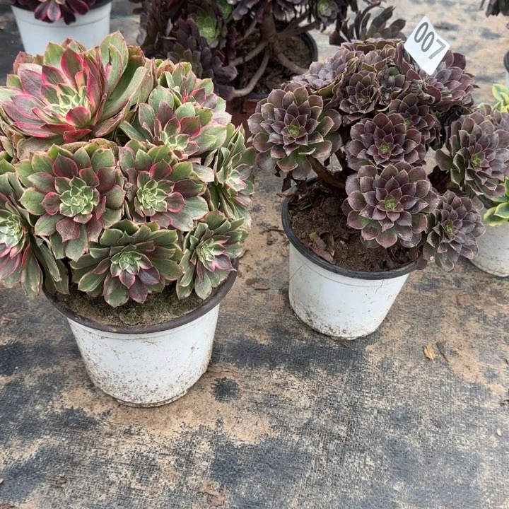 007原叶玫瑰➕莲花座包邮。