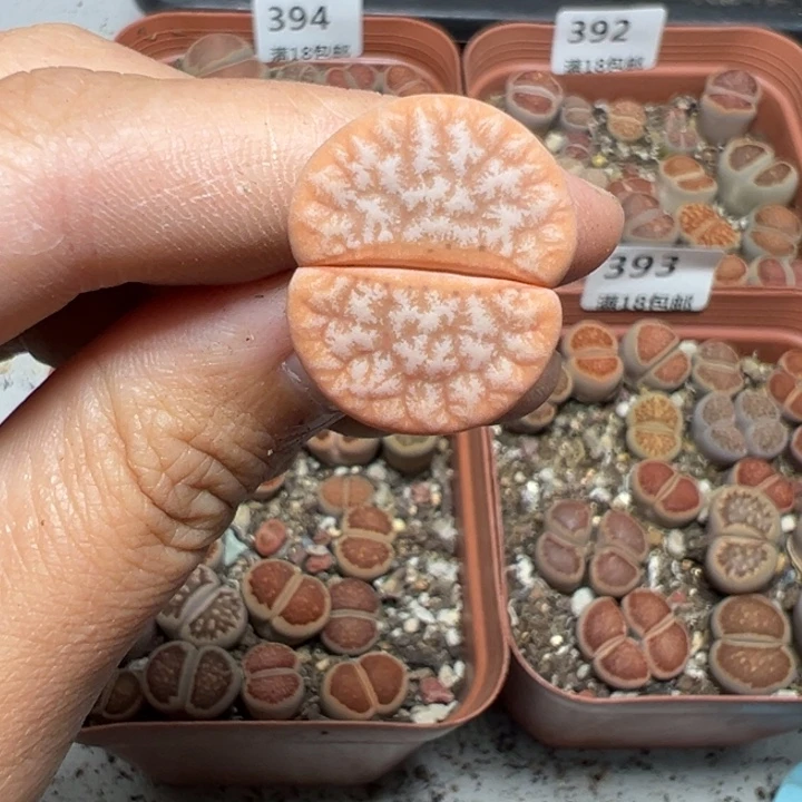 【闪购商品】396。